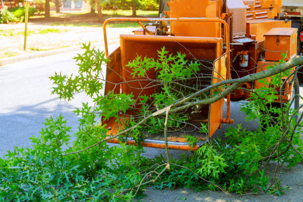 Professional Tree Care Services in Big Rapids, MI